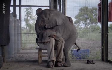 screenshoot for Naledi: A Baby Elephants Tale