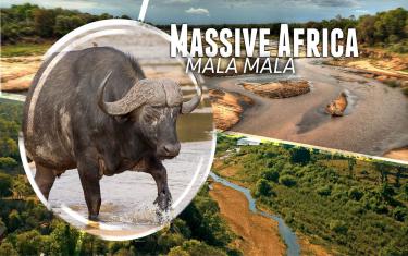 screenshoot for Massive Africa Mala Mala
