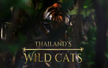 screenshoot for Thailand’s Wild Cats