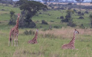 screenshoot for 3D Safari: Africa