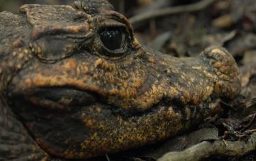 screenshoot for Cave Crocs of Gabon
