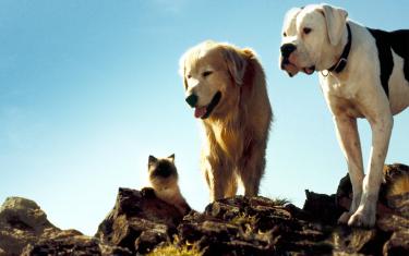 screenshoot for Homeward Bound: The Incredible Journey