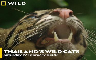 screenshoot for Thailand’s Wild Cats