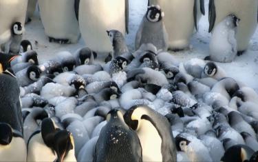 screenshoot for Snow Chick: A Penguins Tale