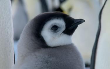 screenshoot for Snow Chick: A Penguins Tale